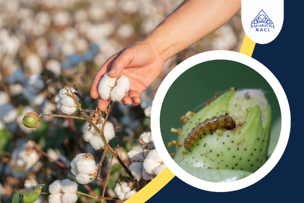 Cotton Bollworm Control: How To Stay Ahead Of This Persistent Pest In Your Fields