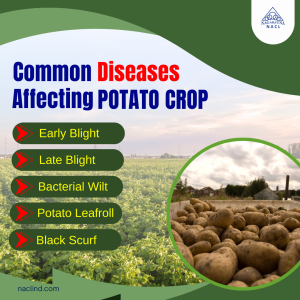 Common diseases affecting potato