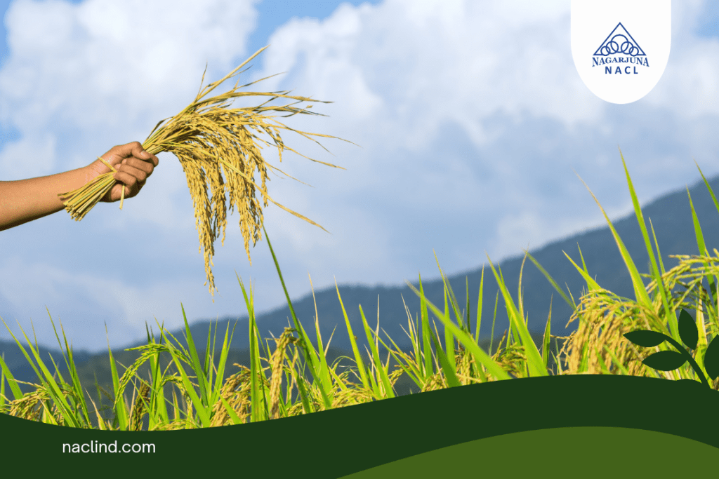 Protect Your Crops: Agrochemical Solutions For Common Pests And Diseases