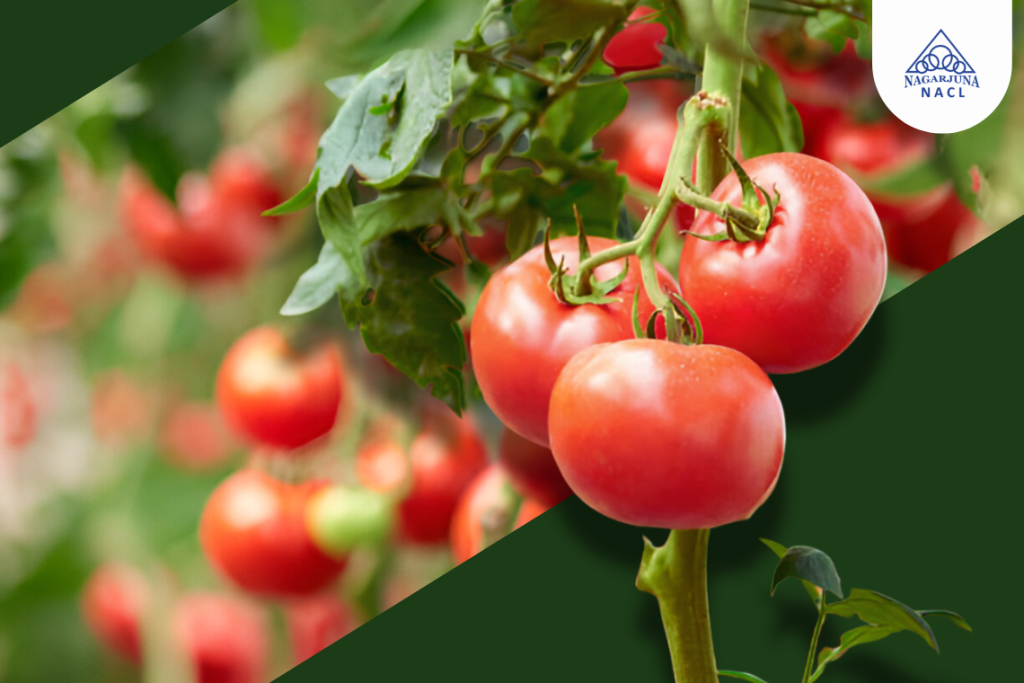 Maximizing Tomato Yield: Best Practices for Healthier and Abundant Harvests
