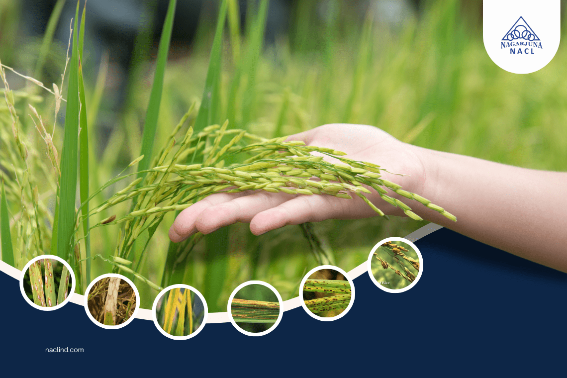 Paddy Field Diseases