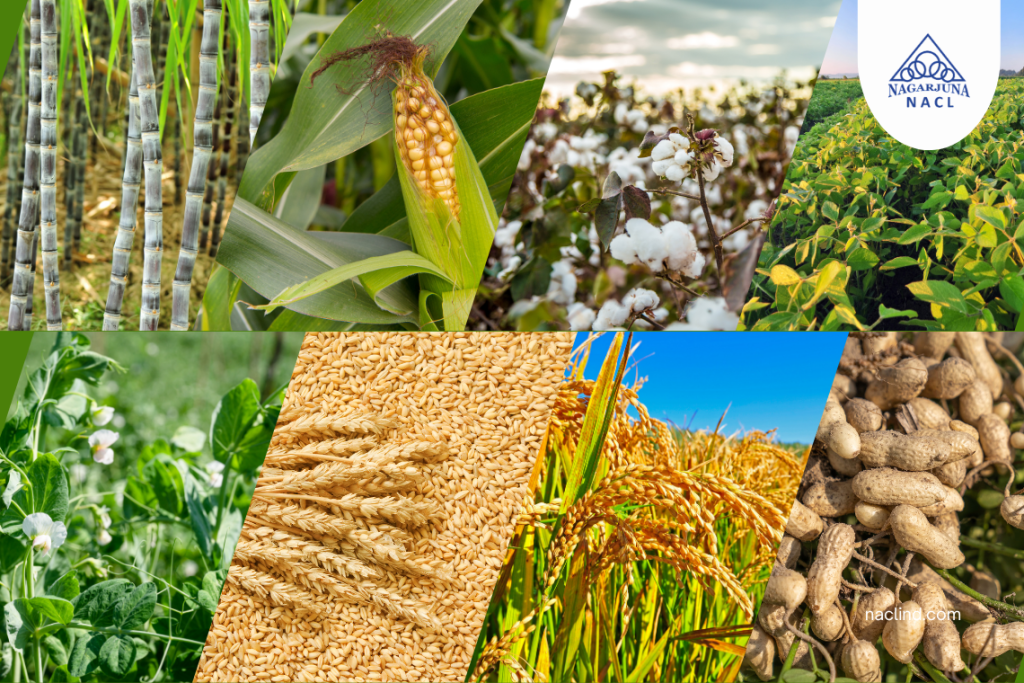 The Backbone of Indian Farming: Monsoon Rains and Kharif Crops