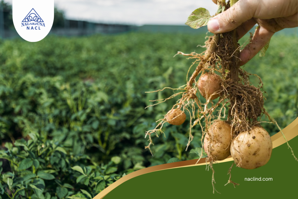Potato Health Check: Symptoms of Common Diseases Every Farmer Should Know 