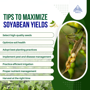 Tips To Boost Soybean Yields