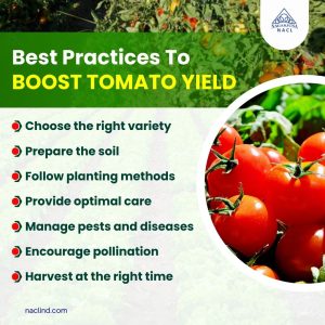 Best Practices To Boost Tomato Yields