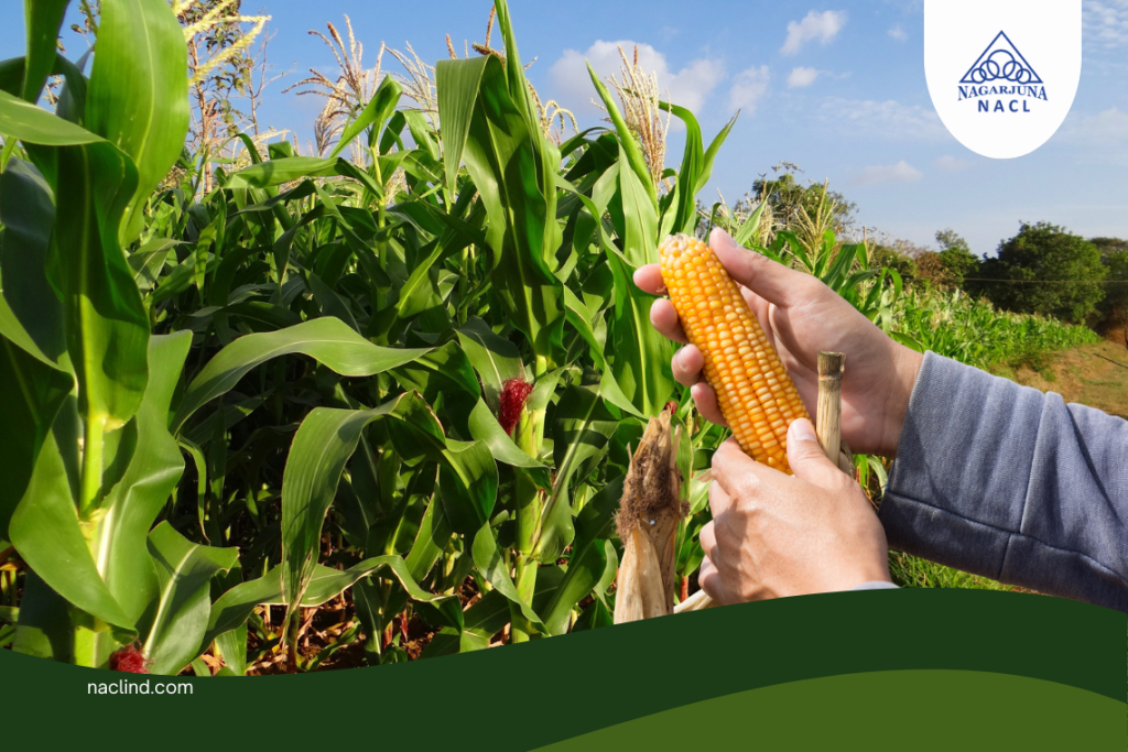 Common Challenges in Maize Farming and How to Overcome Them